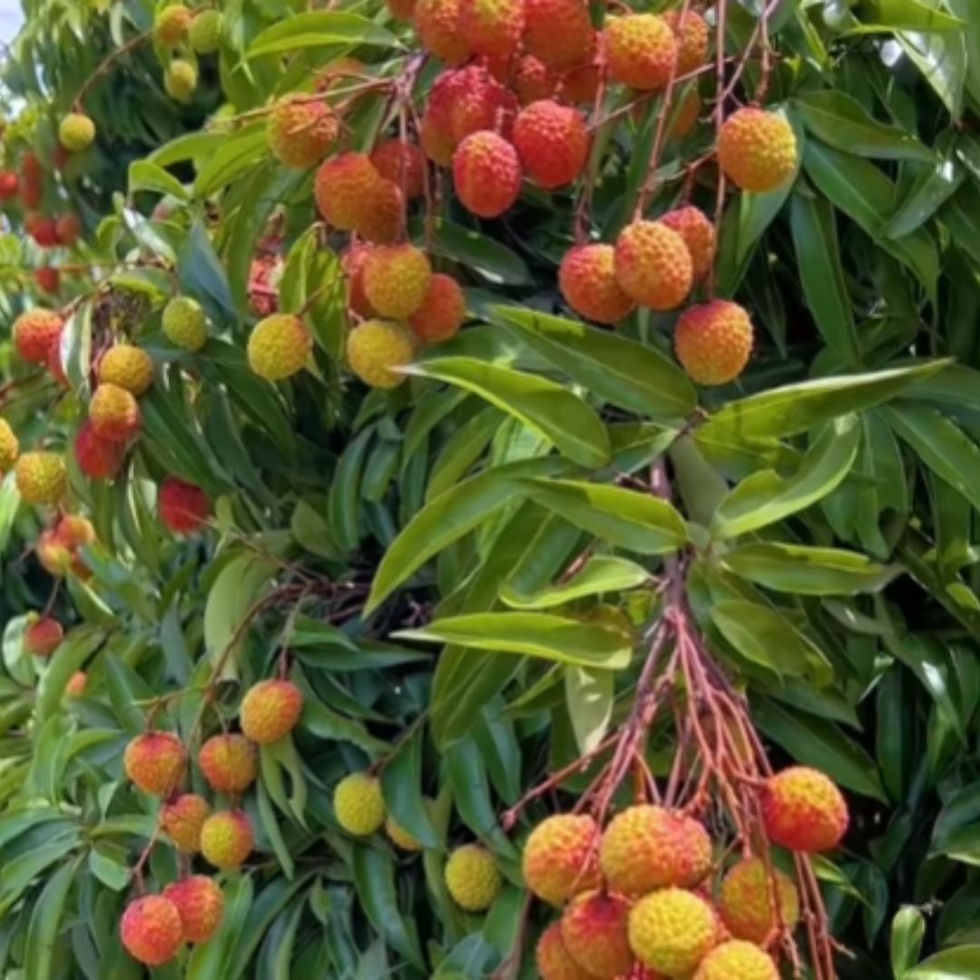 爱吃荔枝