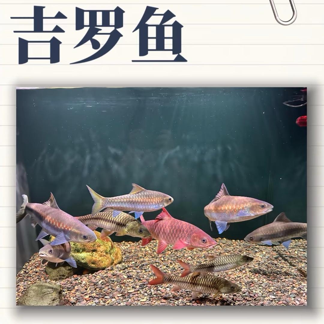 红馆渔业原生鱼