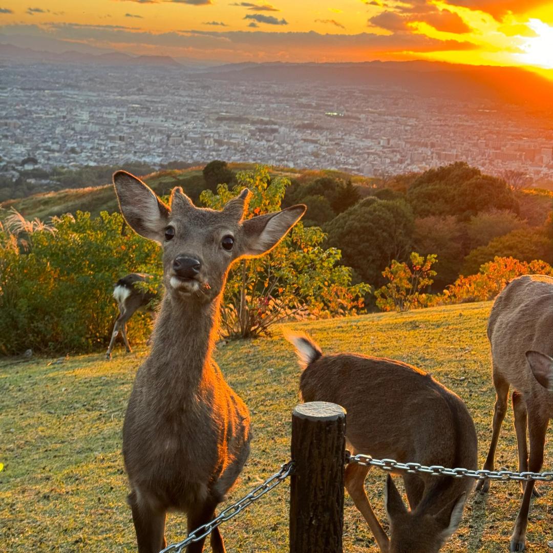 梨子好物分享记