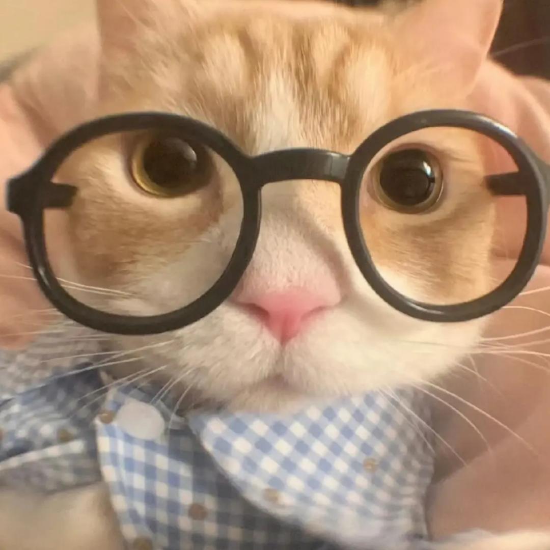 猫meme河光