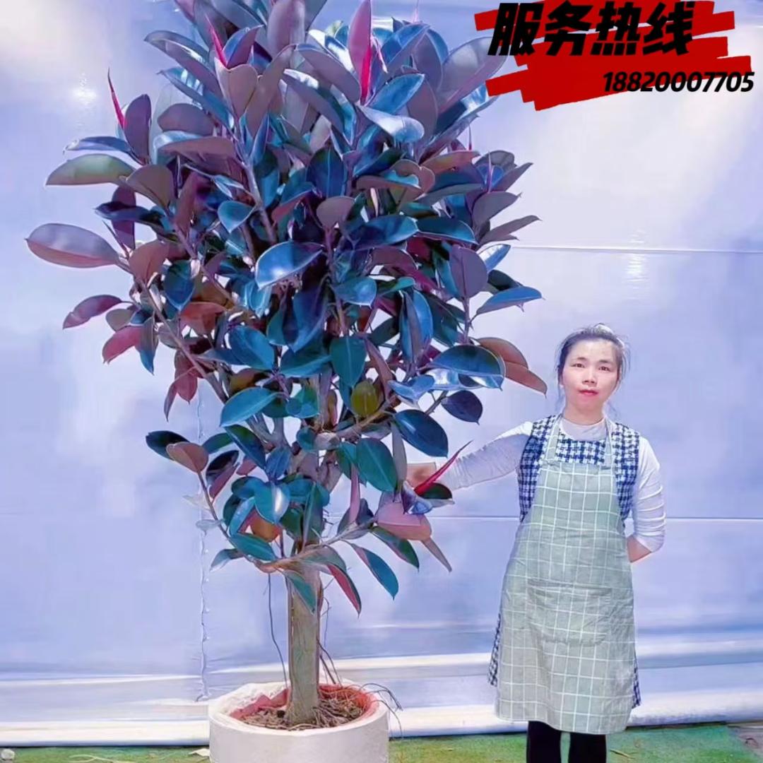 五三绿植
