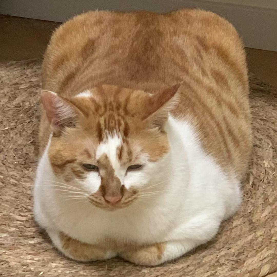 猫爸爸的毛孩子