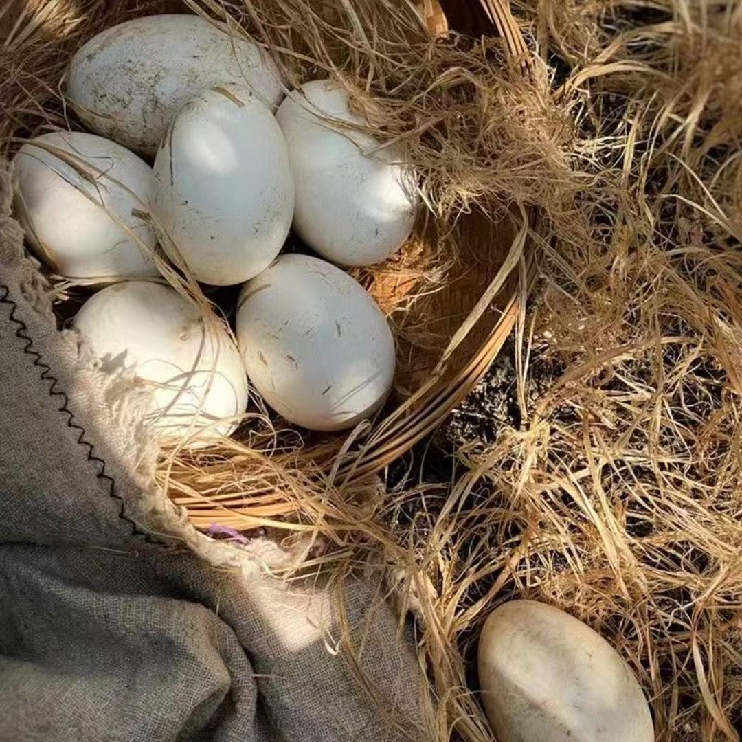 乐青丰农产品店