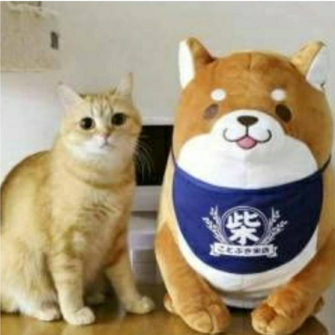 夏木先生