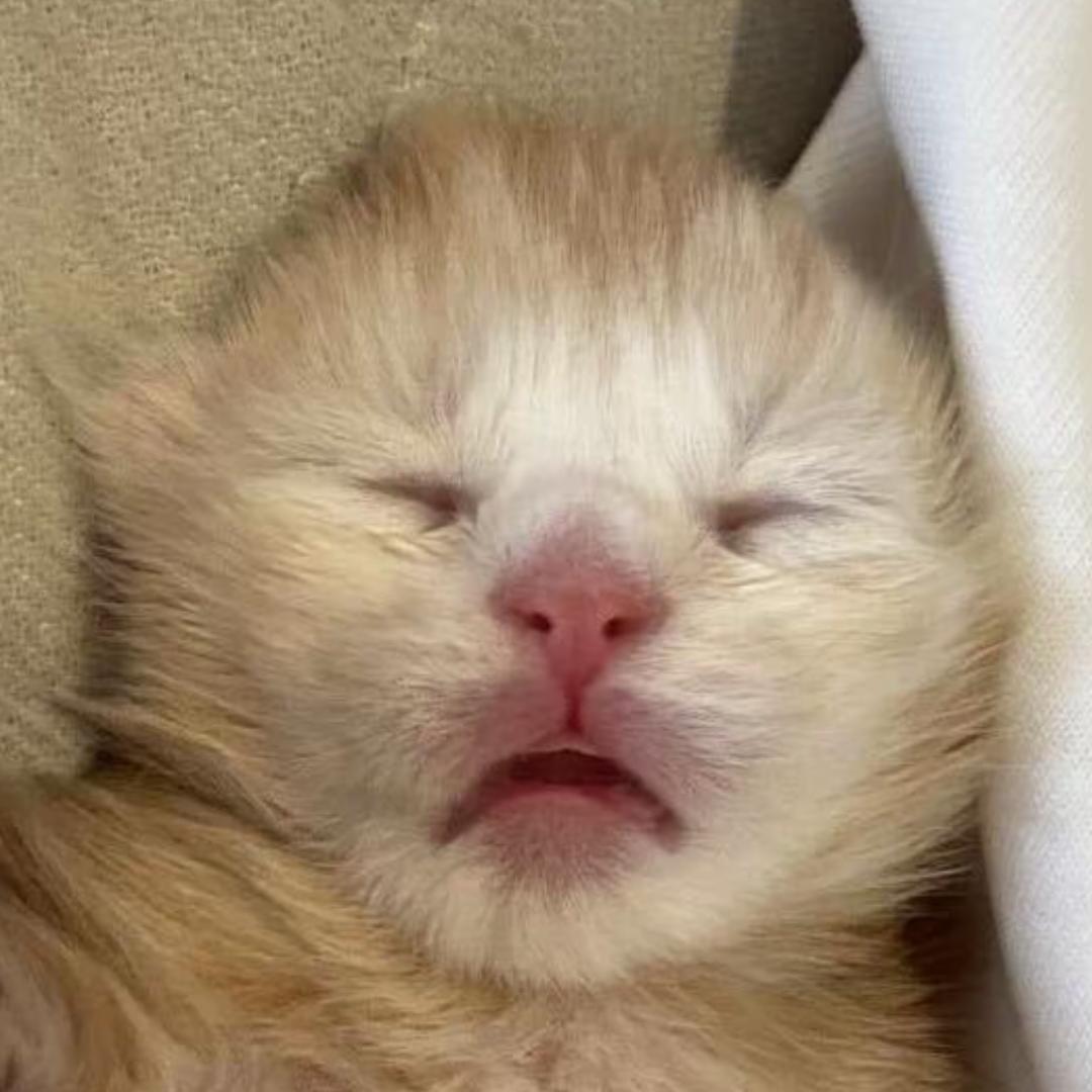 南风知我意（我的世界）