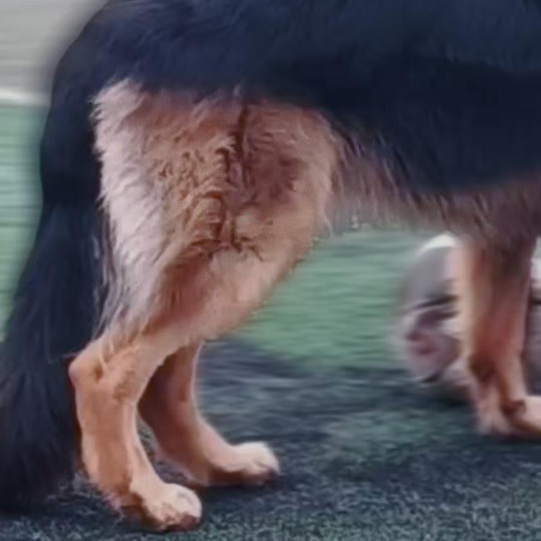 犬髋关节家庭护理