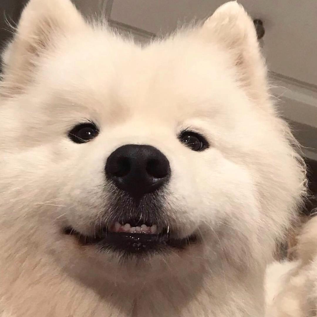 ＹＯ头像