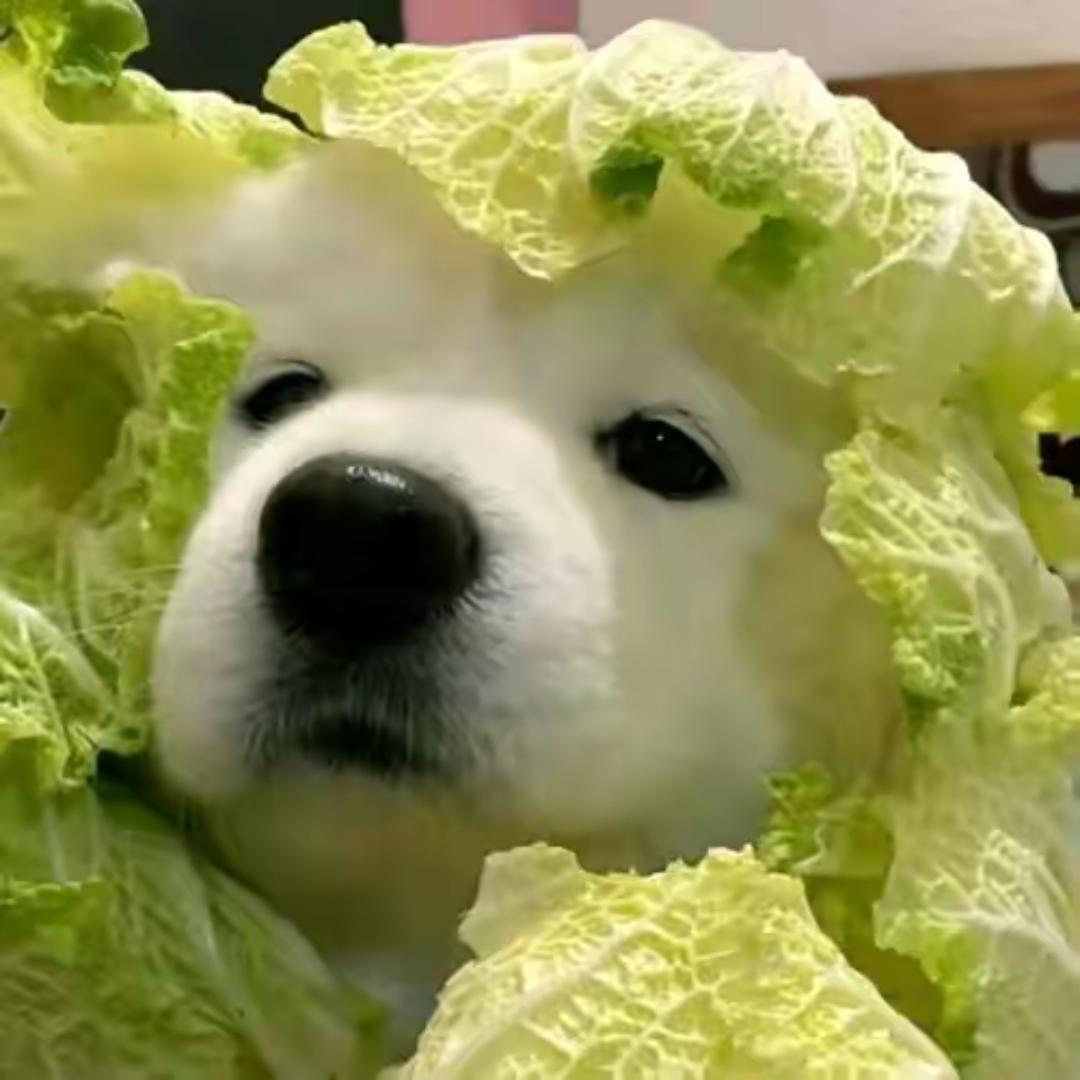 菜多练