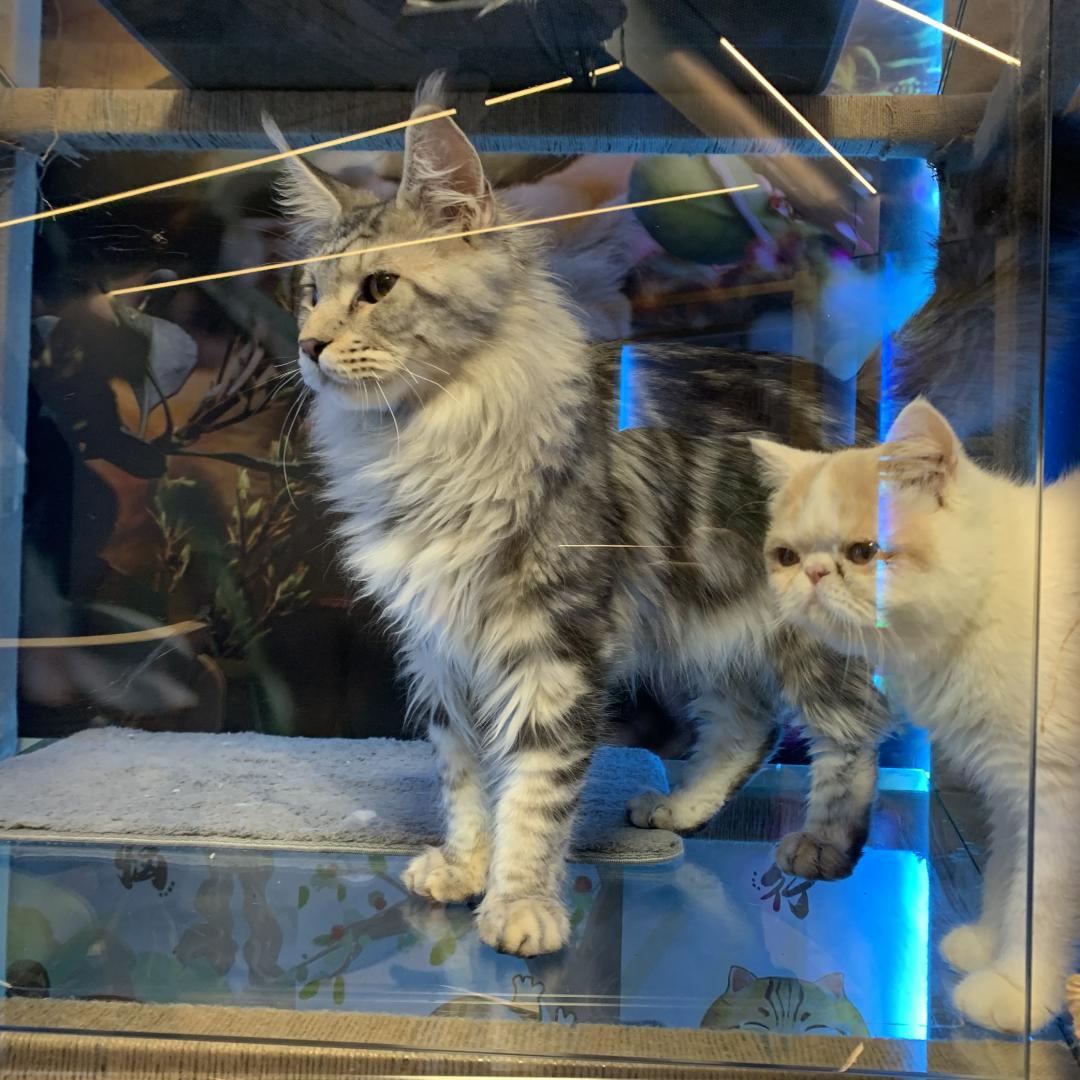 小猫海选
