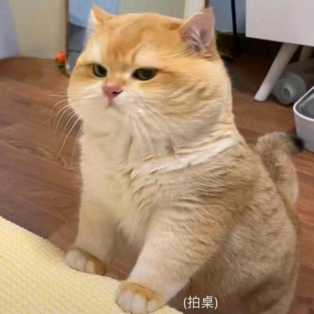 没有腹肌的小陈