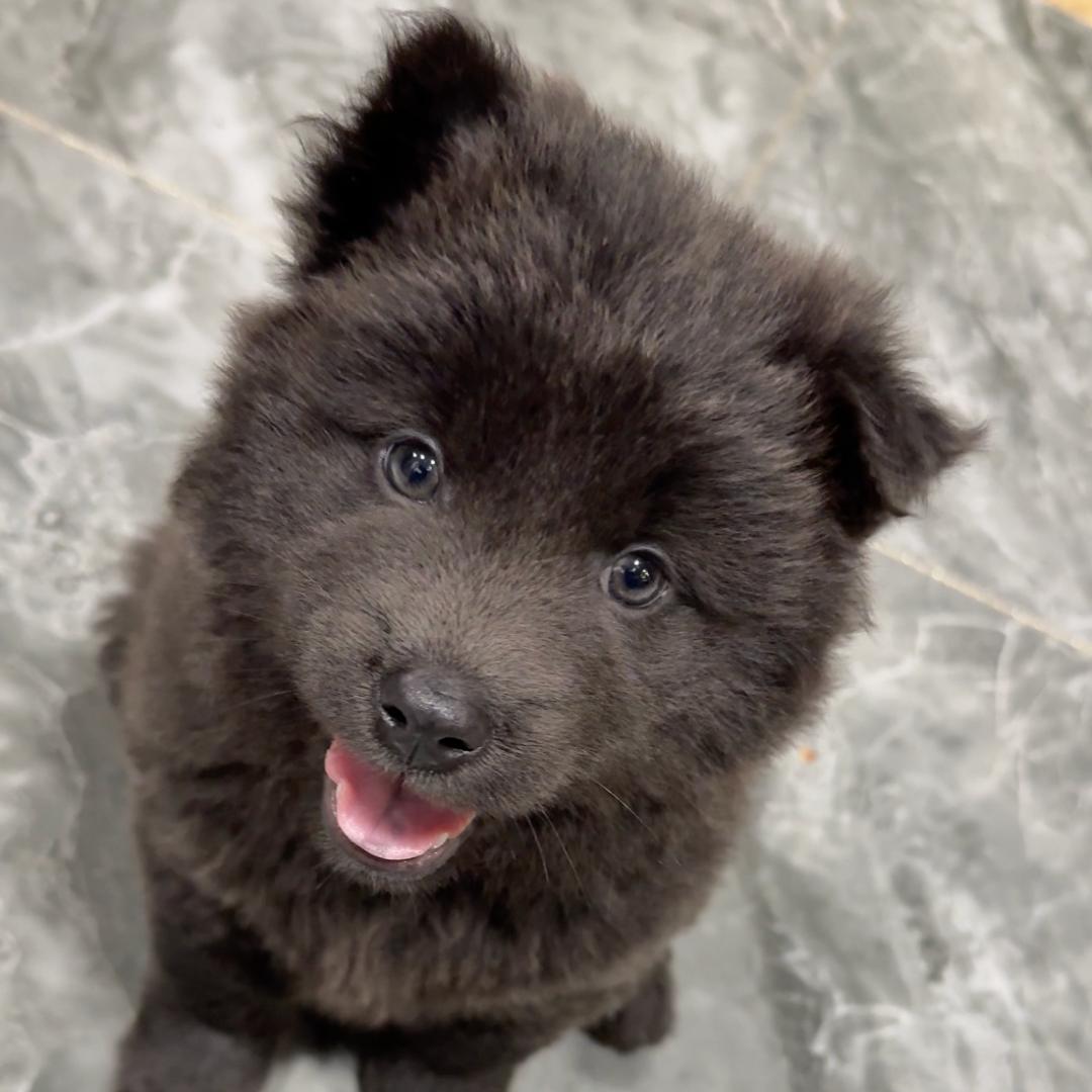 小狗灰酱