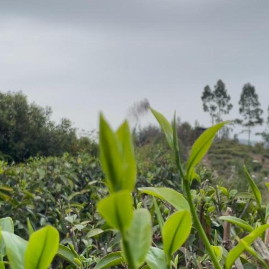 惠州惠城茶香臻选阁