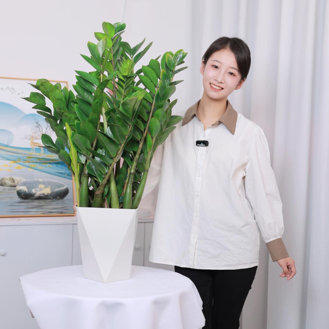 绿意植物园