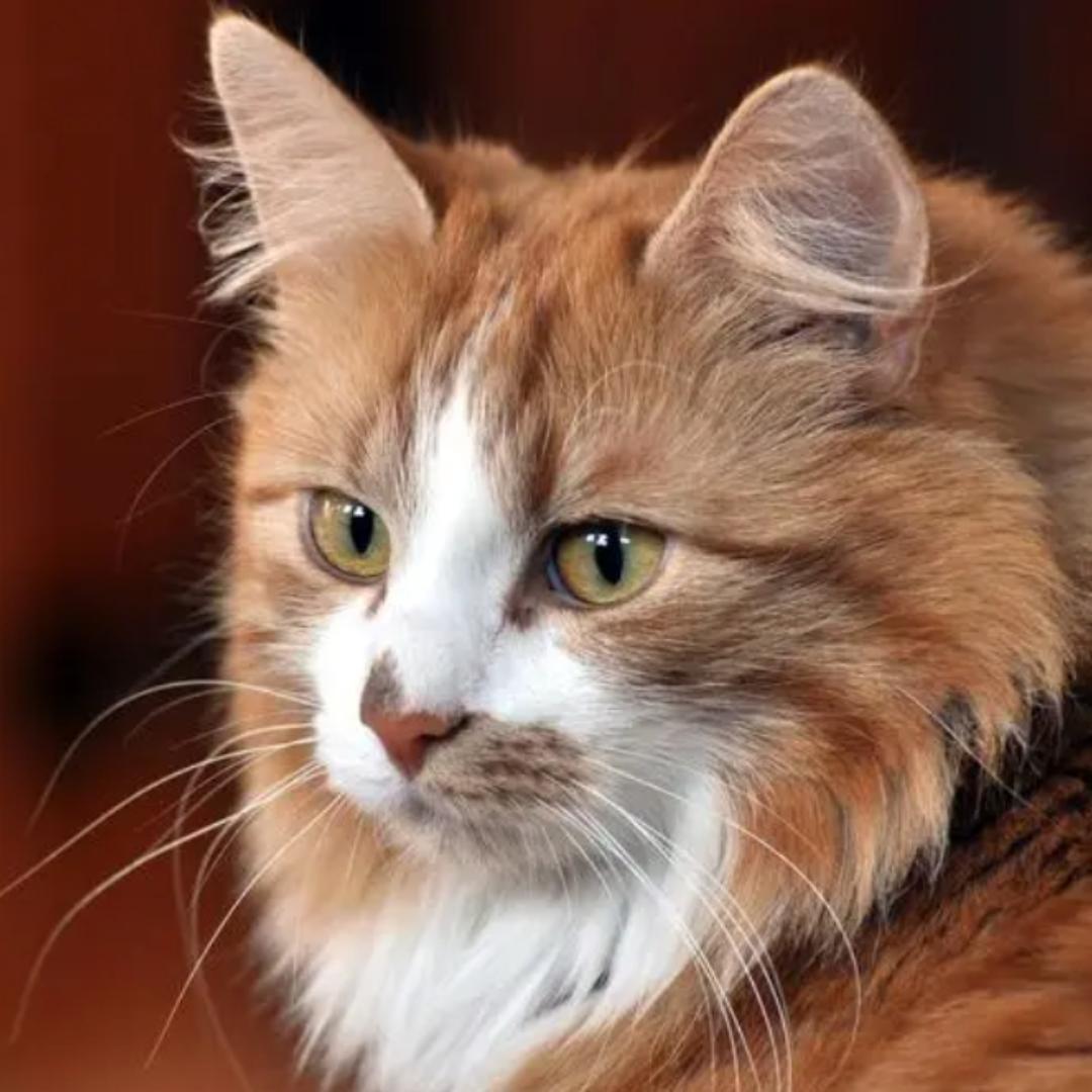 宠物小猫