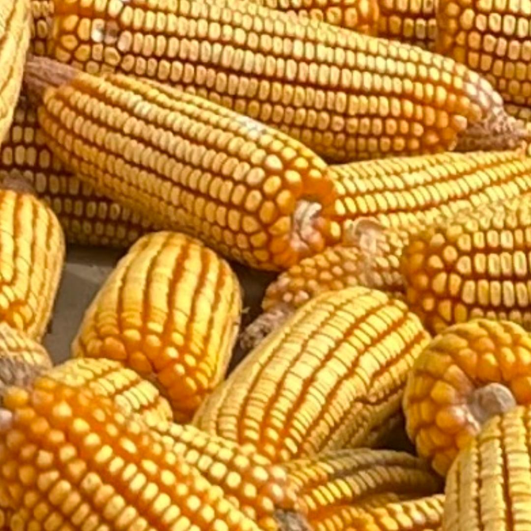 祥子优选玉米种