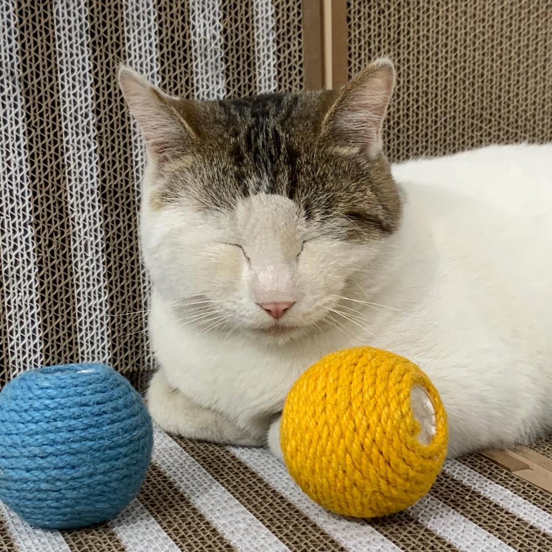 觅得狸宠物用品