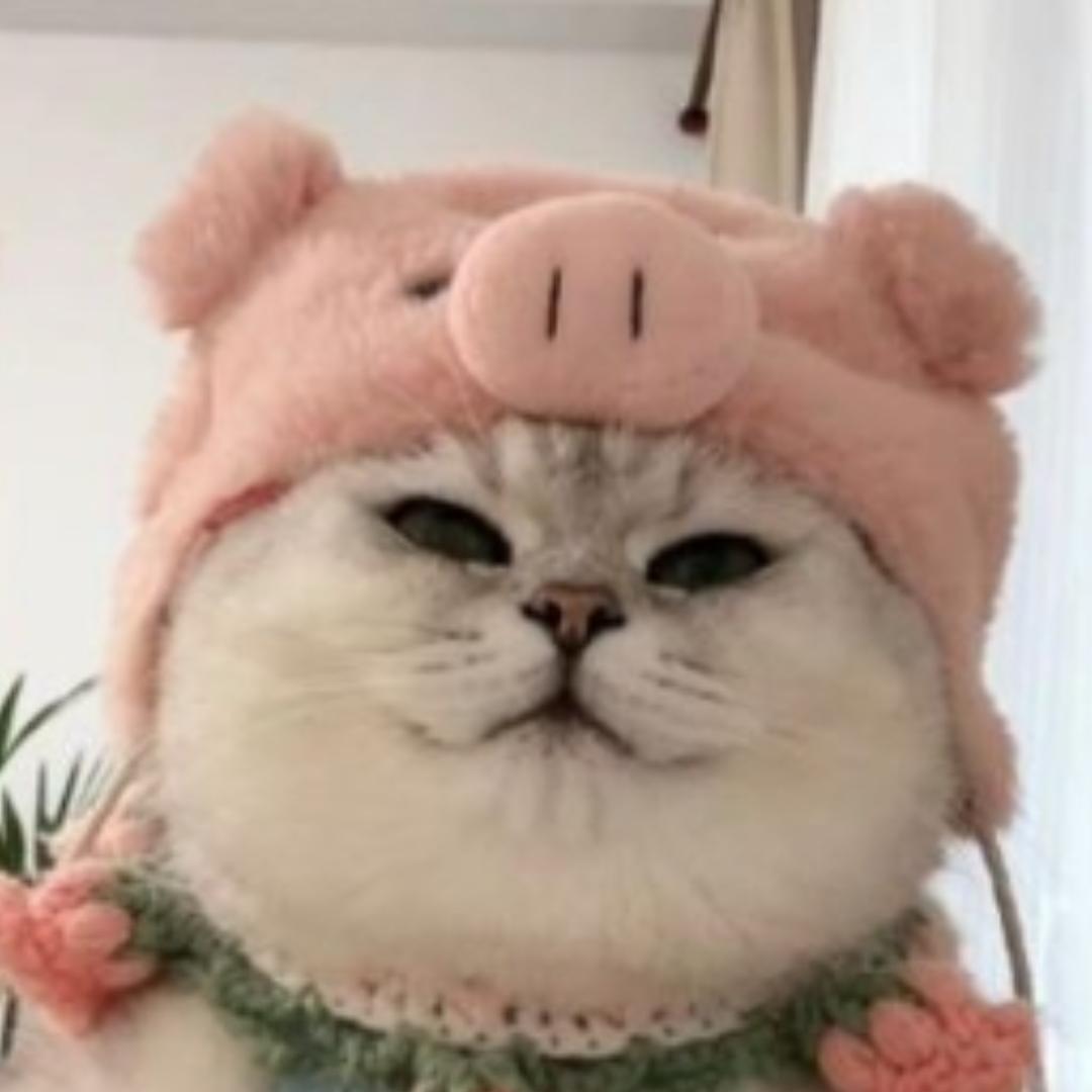 芬儿头不是猪是猫～
