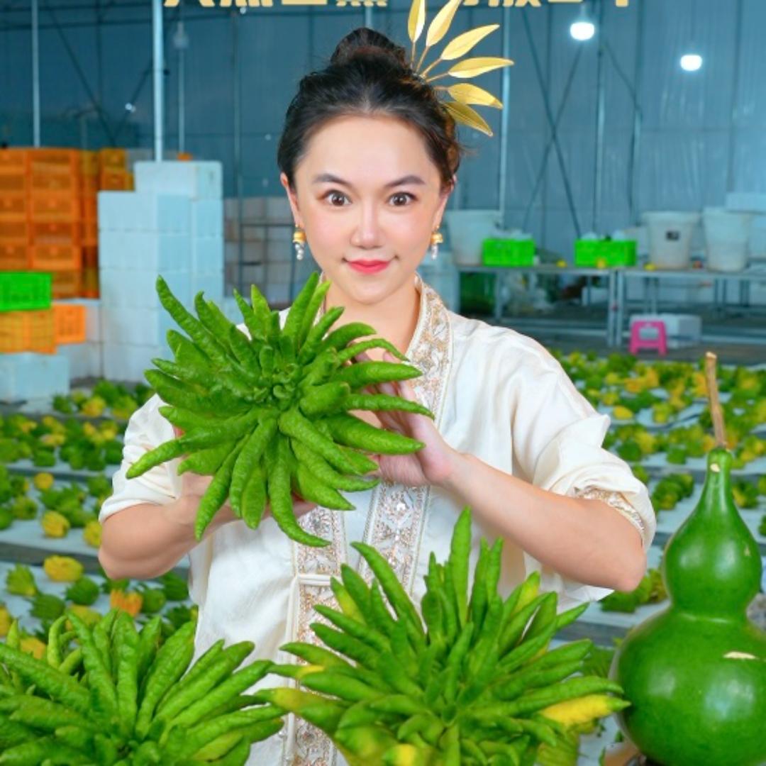 滇南园艺