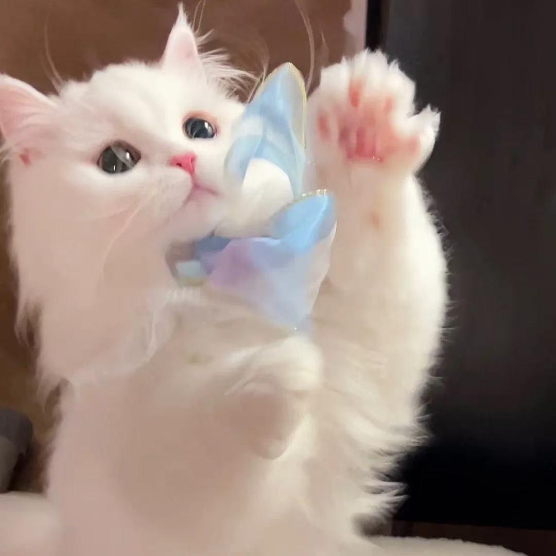 公子猫