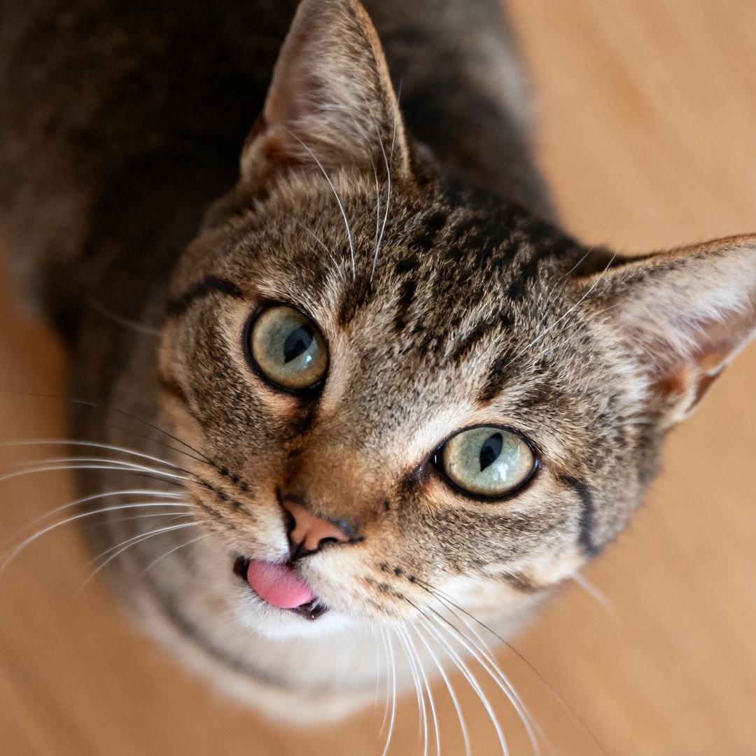 喵喵邻里品鉴团