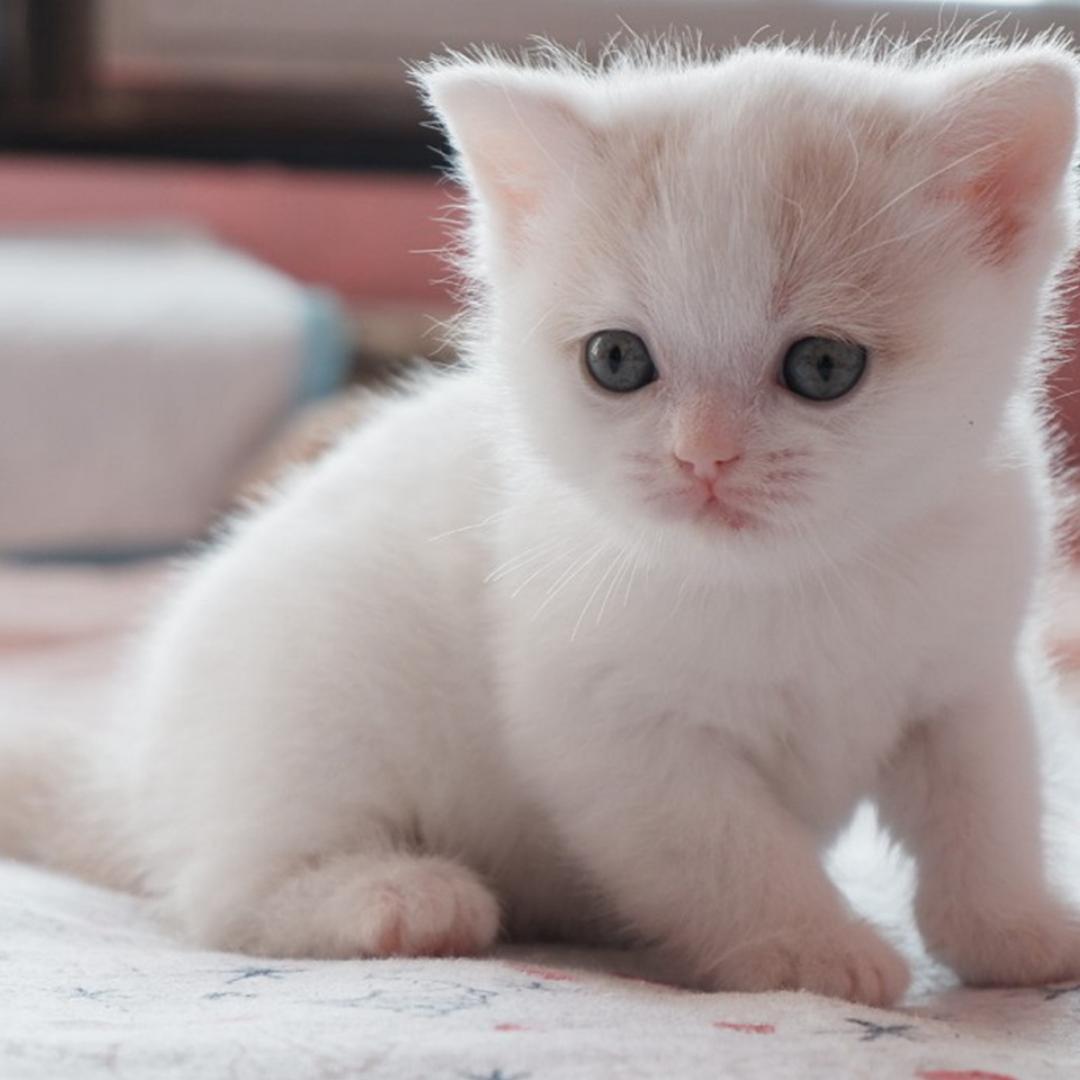 麦田里的稻草人