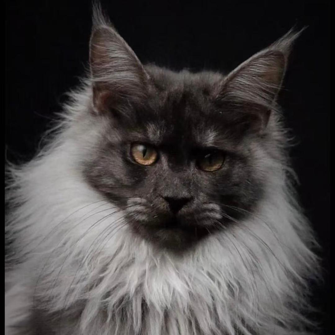 宁波派宠萌宠优品店零售店