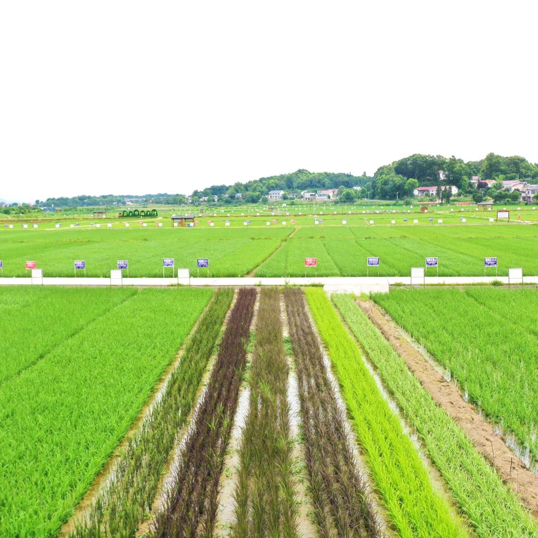 隆平稻作公园
