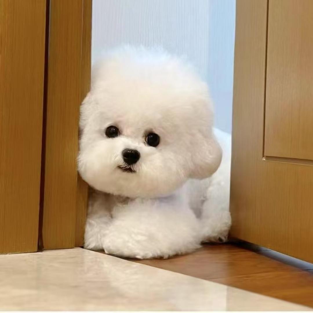 宠小宅萌宠
