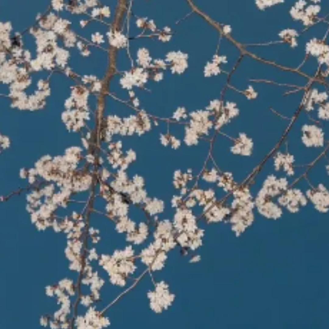 流水落花春去也