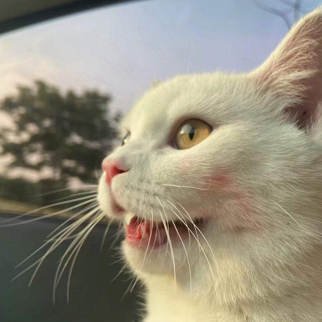 啵啵猫的奶爸♛（互关）