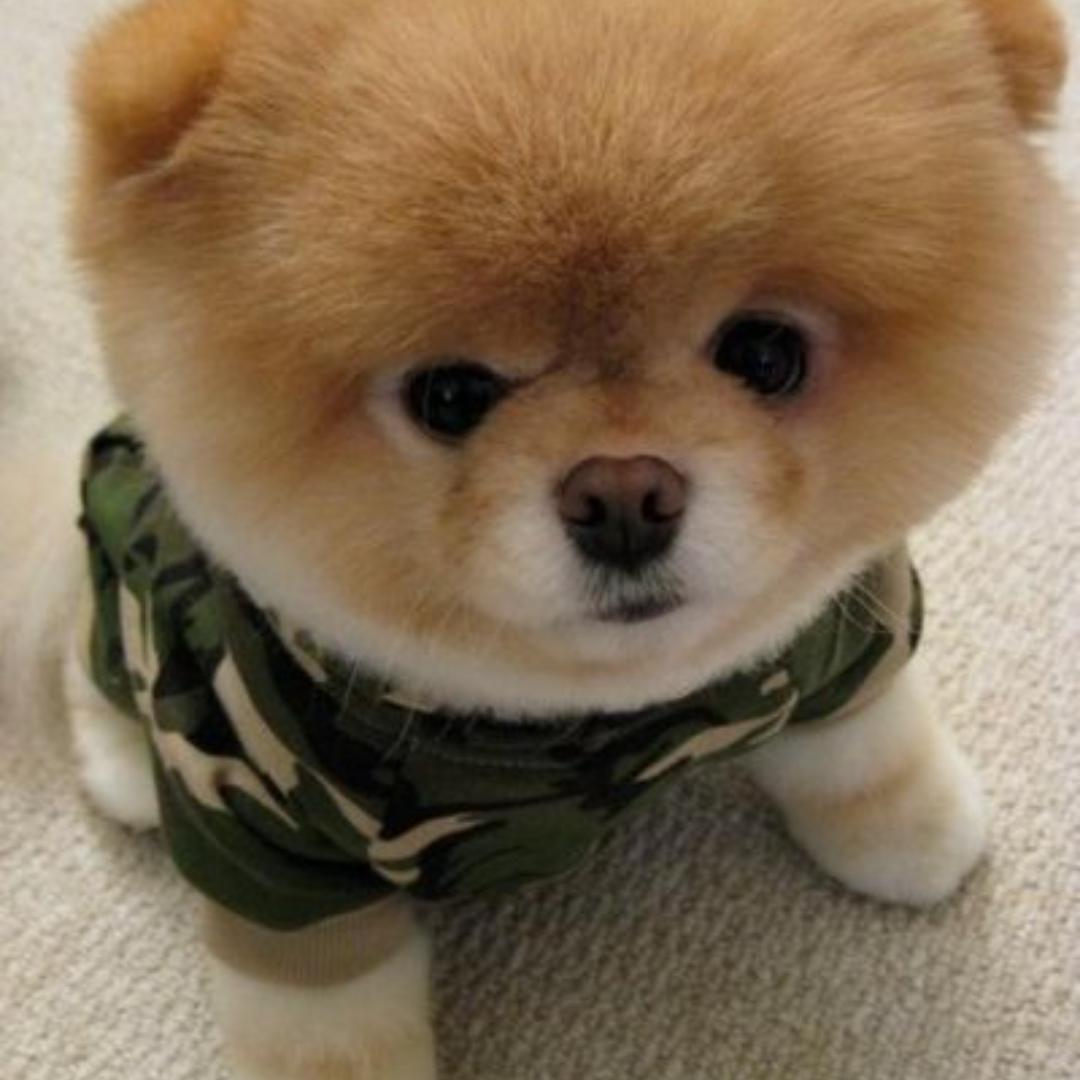 台州卖萌萌宠甄选（猫猫专场）