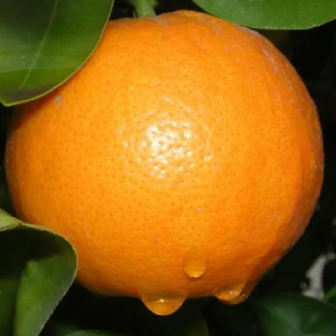 🍊橘子得扒皮