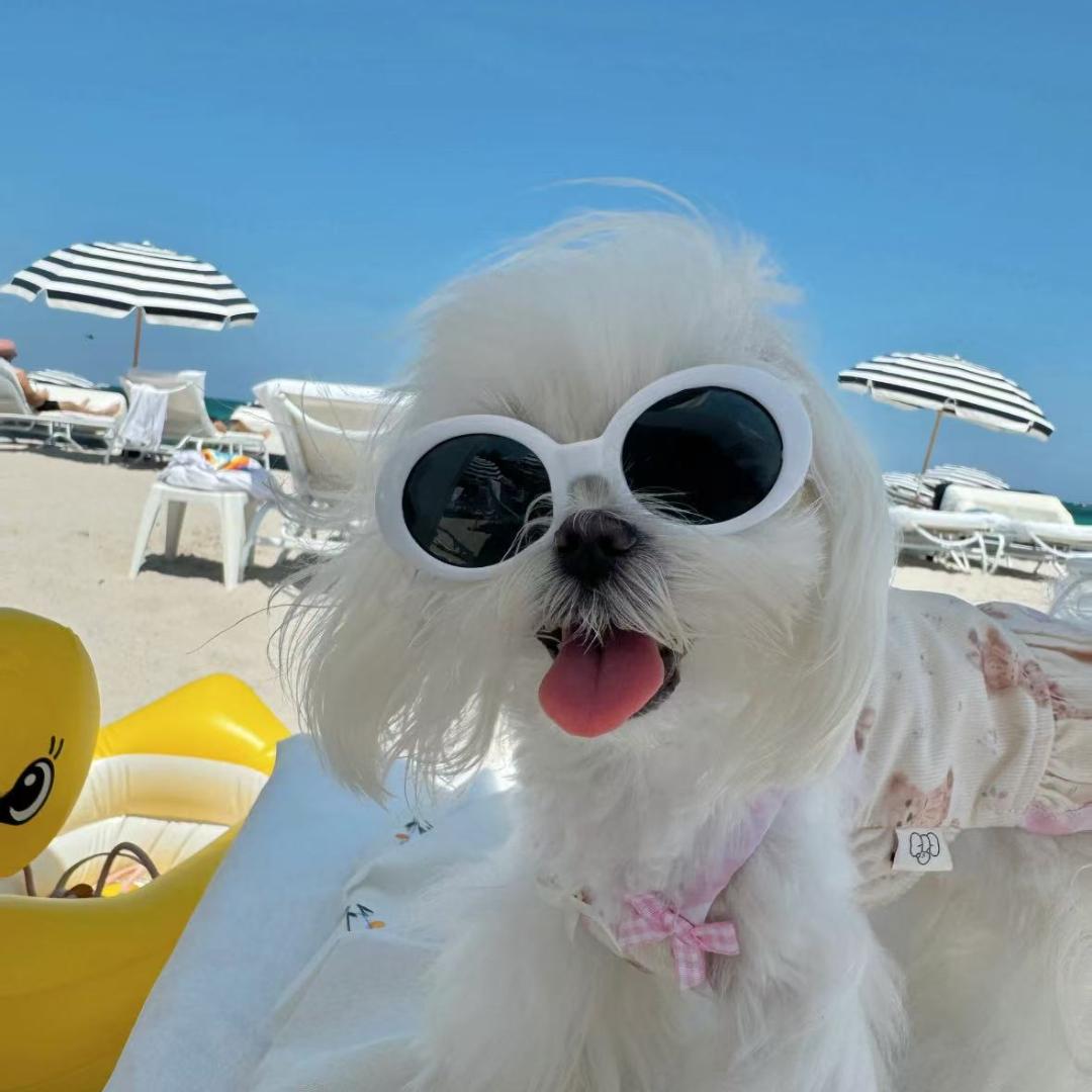 狗歌宠物服装商店