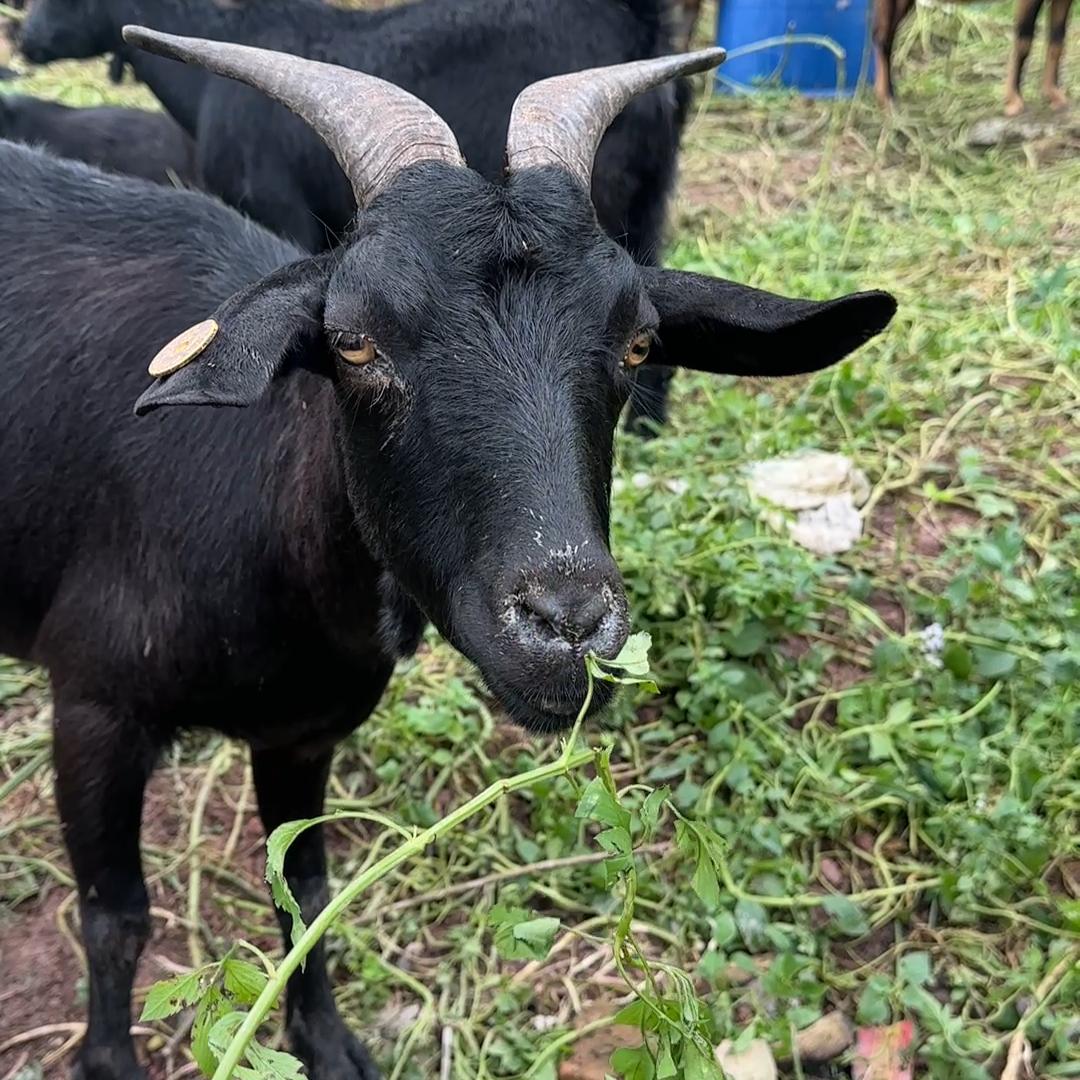 阿辉羊肉生鲜