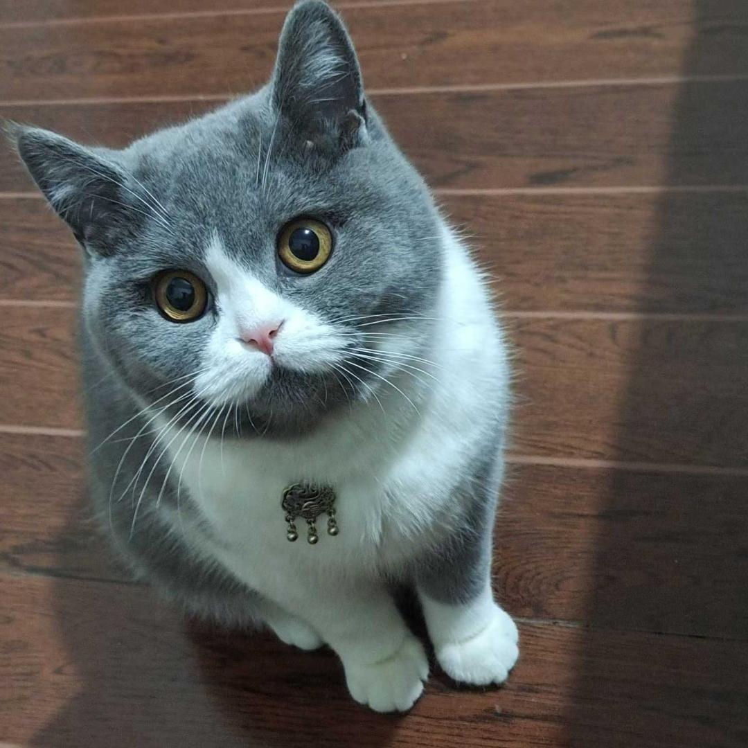 Joeの