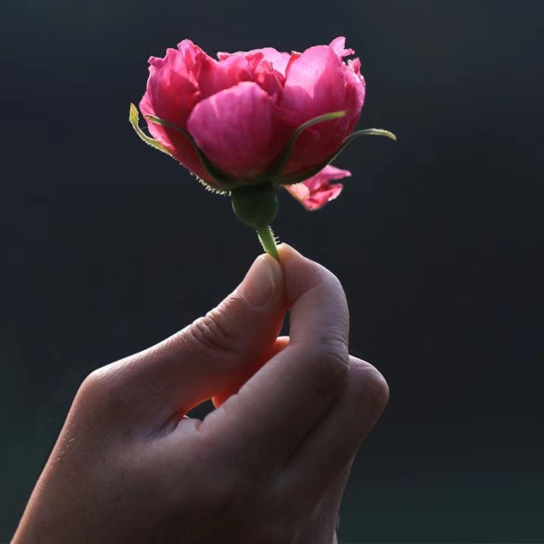 禹美人有机玫瑰