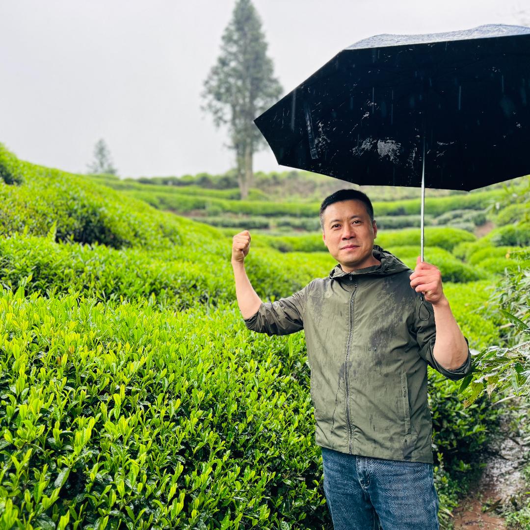 茶叶回收(无忌哥哥)