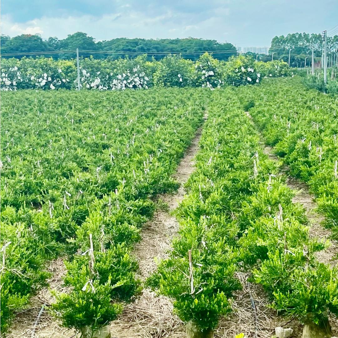 裕记盆景苗木批发基地