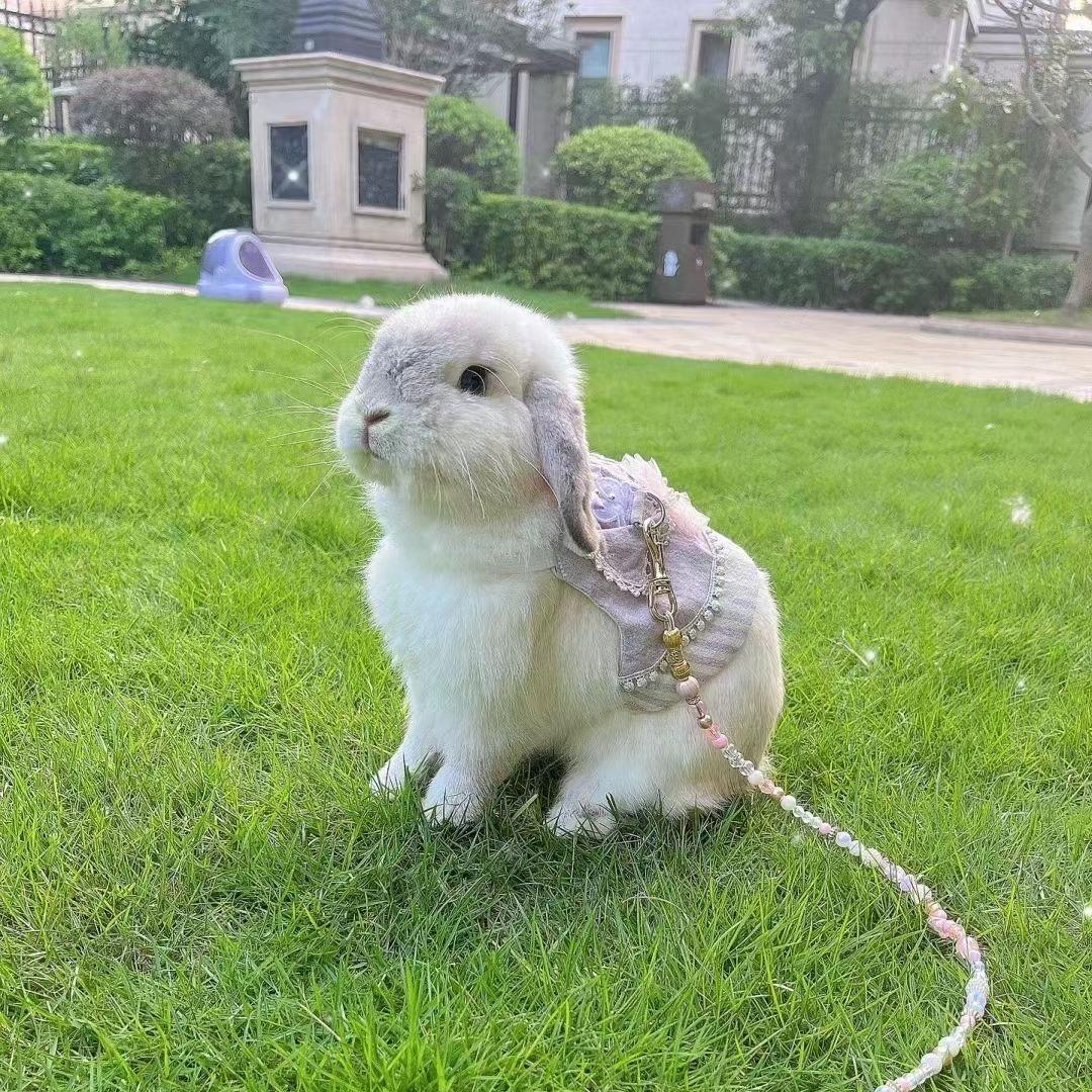 宠尚天萌兔用品