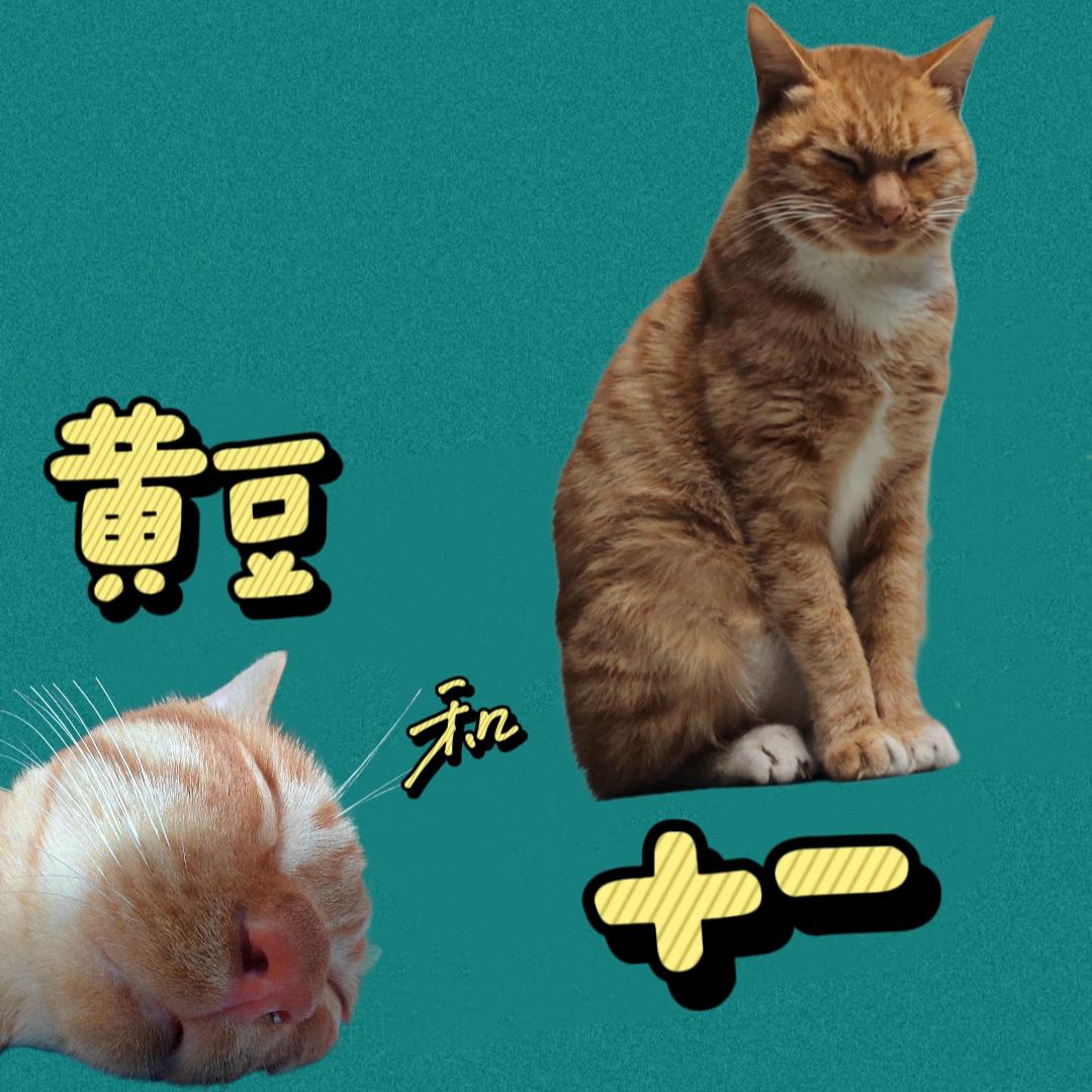 黄豆和十一