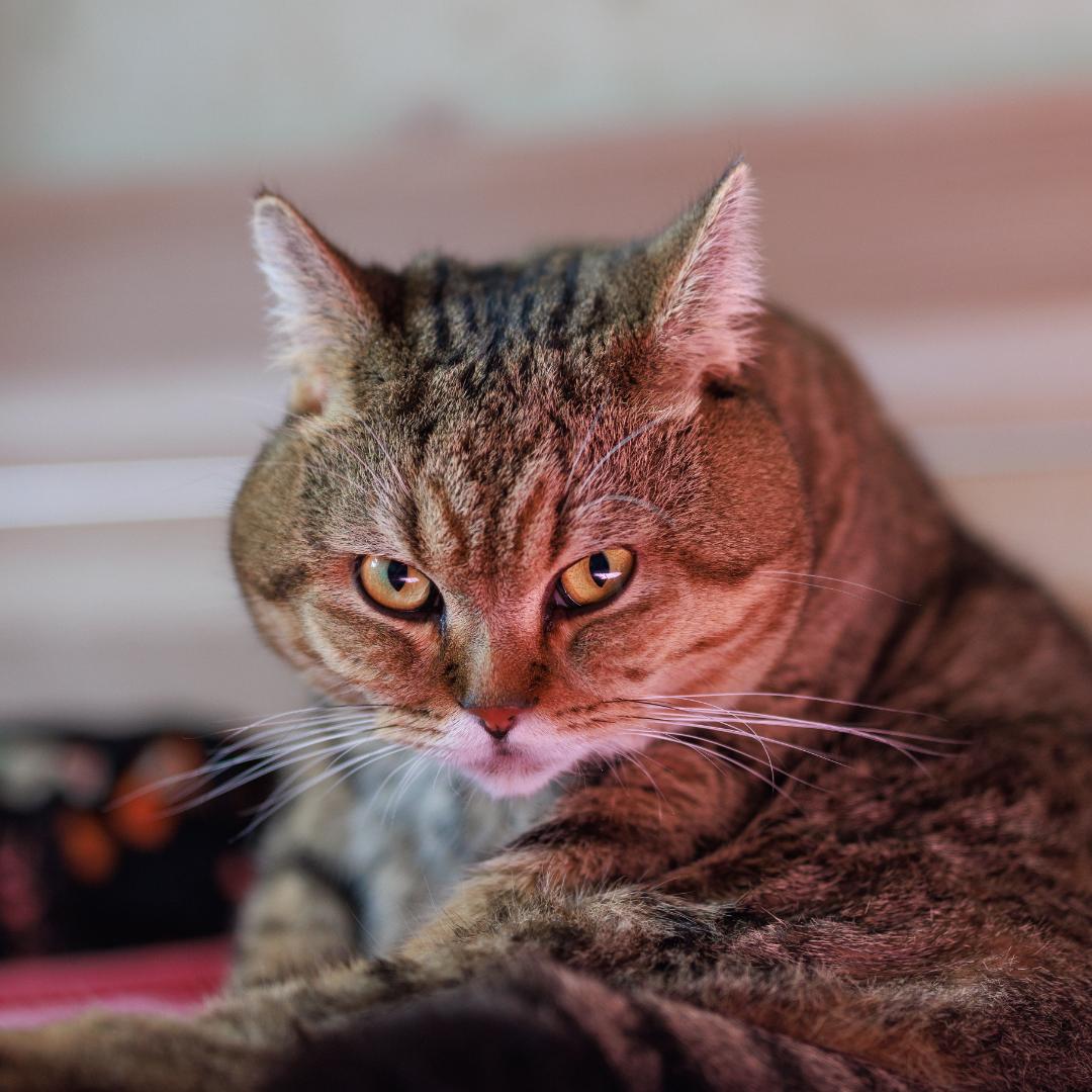 大宝显微镜医生