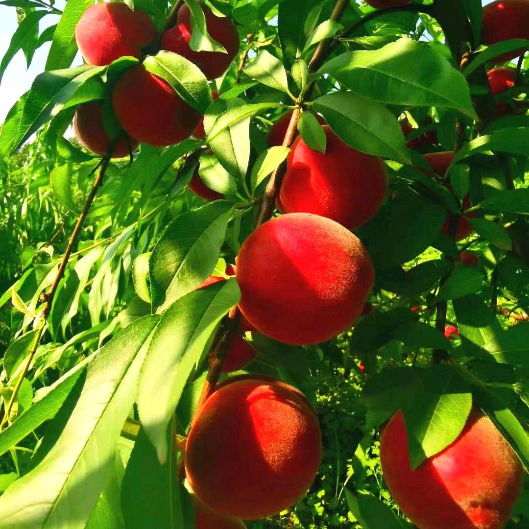 六赢山十里桃花