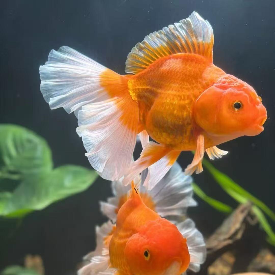 红锦鲤财源广进斯莲