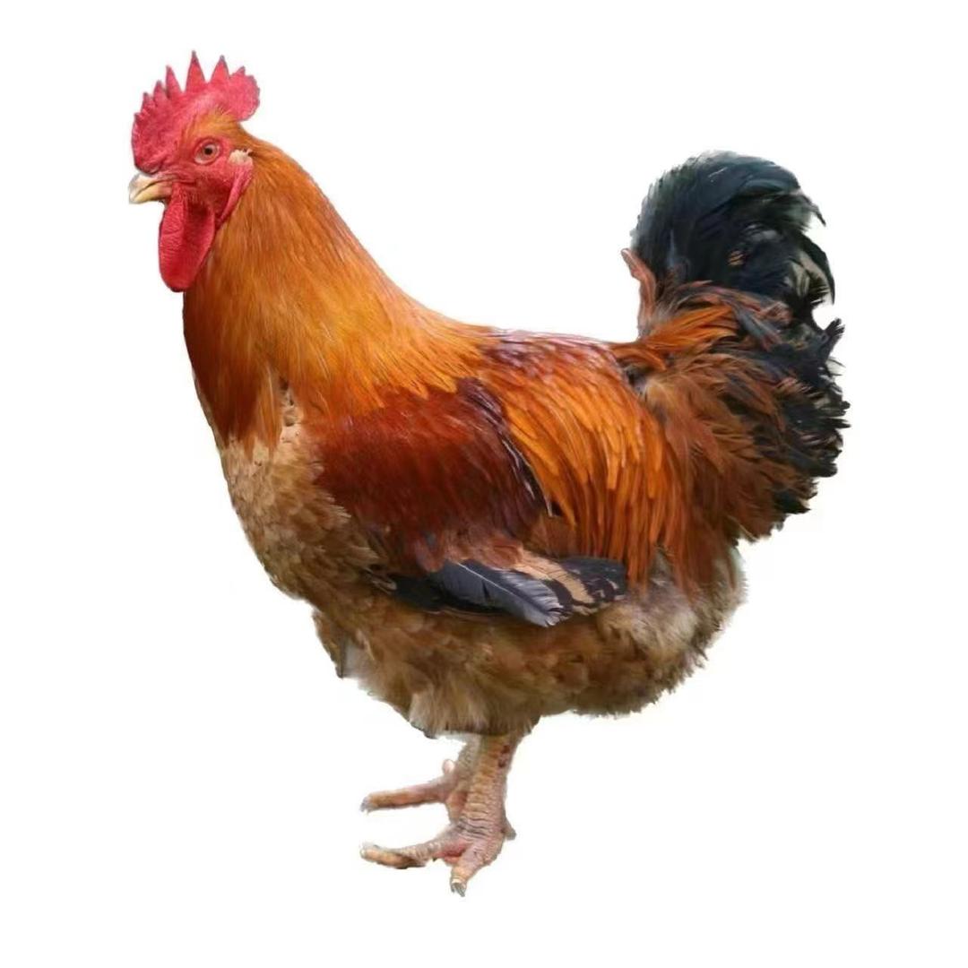 67897009000
