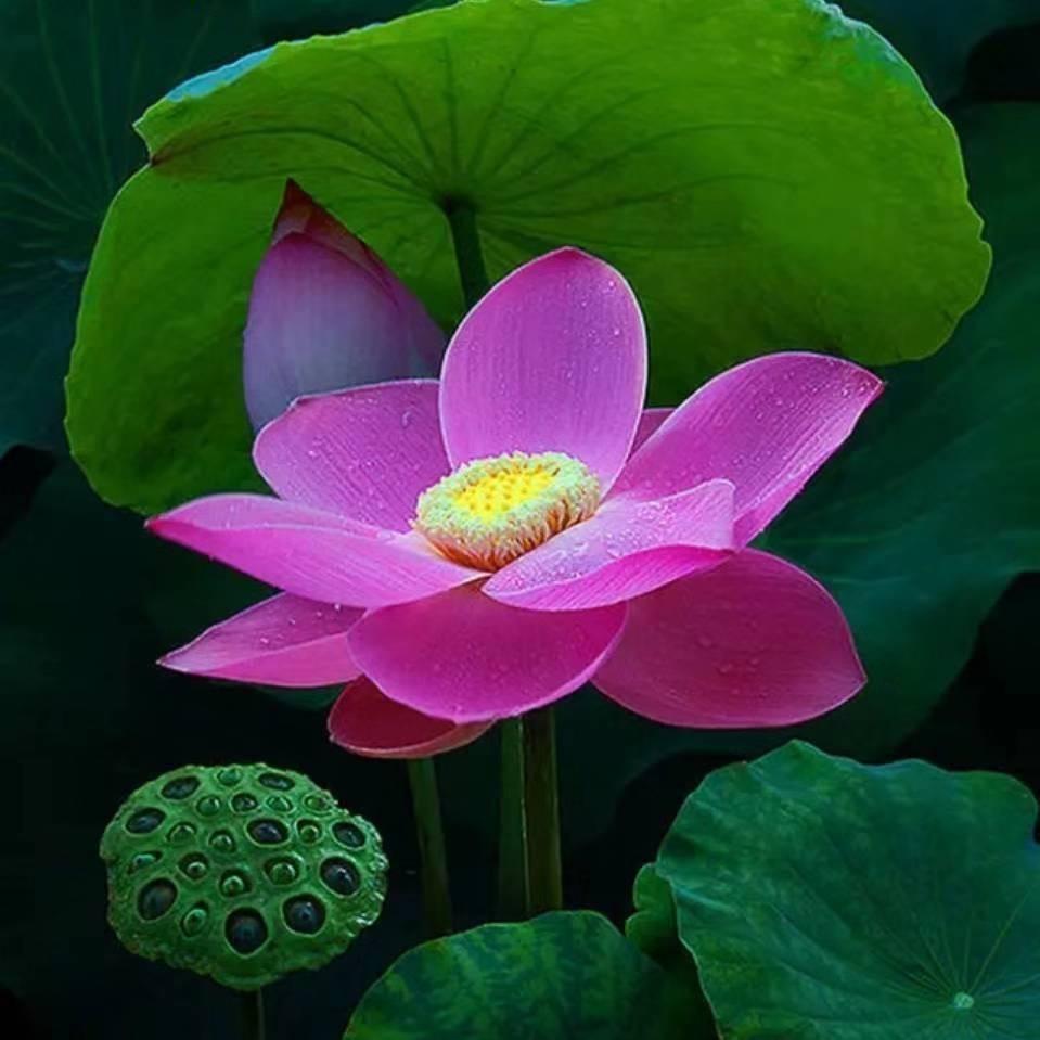 海口峙芊商贸有限公司直播号