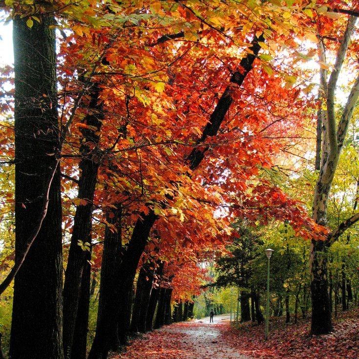 东方方4的直营号