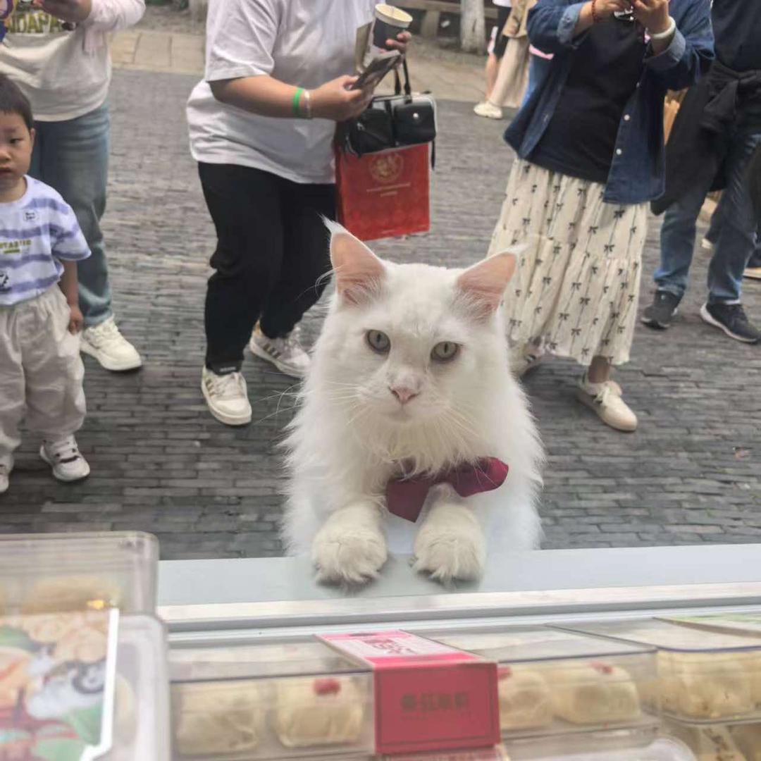 猫十二猫咖(平江路店)官方号