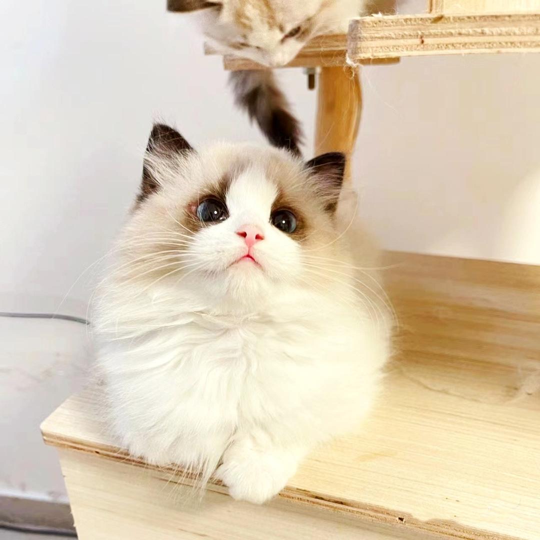 漂漂爱宠馆·猫咪售卖·洗护·用品官方号