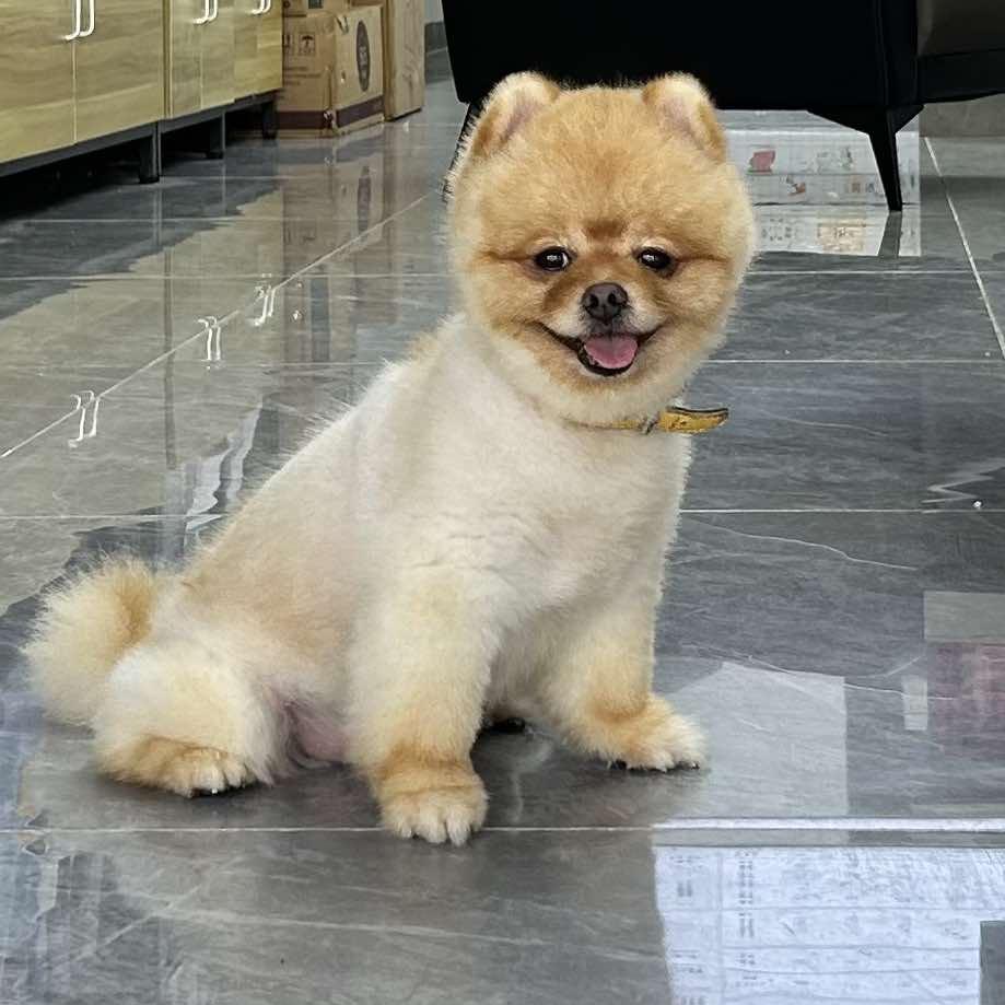 宠谜宠物生活馆