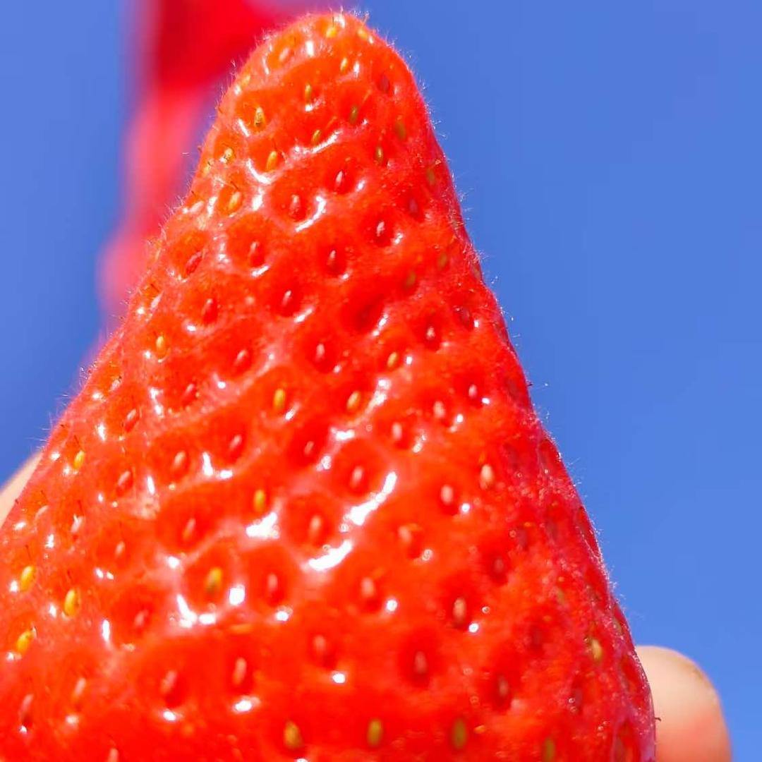 来北京悦美健康农场摘健康